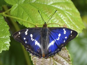 Supporting image for story: Elusive purple emperor butterfly sighted at National Trust estate