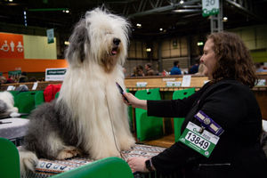 An Old English Sheepdog is groomed at the Birmingham National Exhibition Centre (NEC) for the third day of the Crufts Dog Show. PA Photo. Issue date: Saturday March 7, 2020. See PA story ANIMALS Crufts. Photo credit should read: Jacob King/PA Wire.