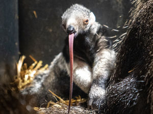 Supporting image for story: Hidden camera captures birth of rare giant anteater at Chester Zoo
