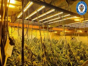 Supporting image for story: Two men arrested as cannabis farm in Oldbury is shut down
