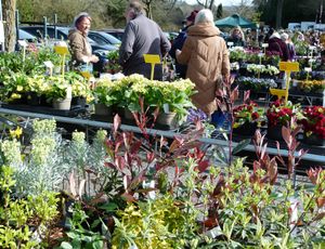 Spring Plant Fair Returns to Bodenham Arboretum on Saturday 28th March