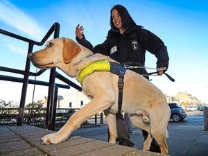 Supporting image for story: Meet the very special guide dogs leading the way