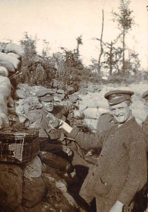 Signal pigeons being sent from the trenches by Staffordshire soldiers
