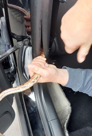 The snake had to be pulled from the car. Photo: Linjoy Wildlife Sanctuary and Rescue
