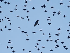 Supporting image for story: Bird of prey suffered ‘harrowing’ death from poison, police say