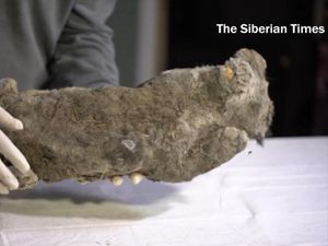 Supporting image for story: A 50,000-year-old lion cub has been found ‘perfectly preserved’ in permafrost
