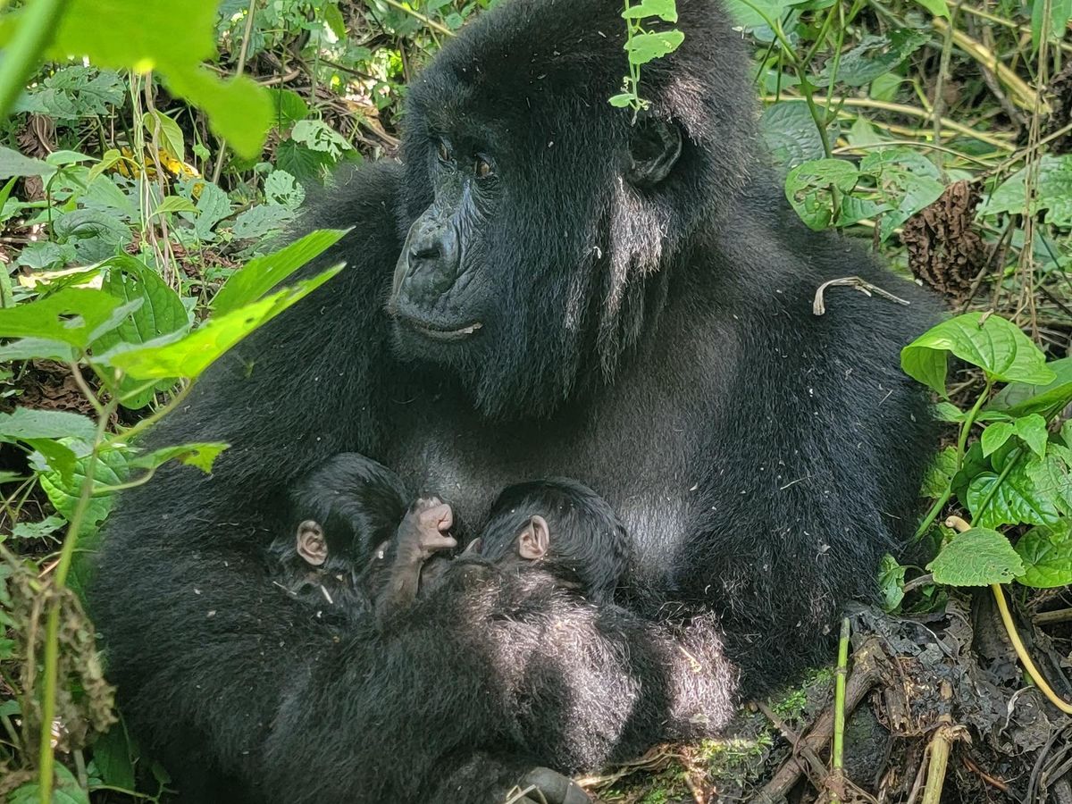 Rare twins born to mountain gorilla family in Virunga National Park