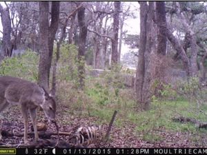Supporting image for story: Scientists have spotted a deer chewing on a human bone