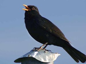 Supporting image for story: Richer? Stronger? Safer?