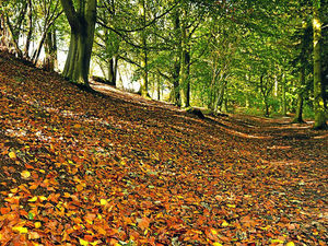 Supporting image for story: Don't get a tax surprise if you go down woodland route