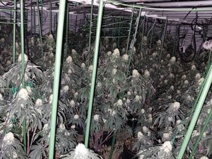 Supporting image for story: Tip off leads to police swooping on Sandwell cannabis factory