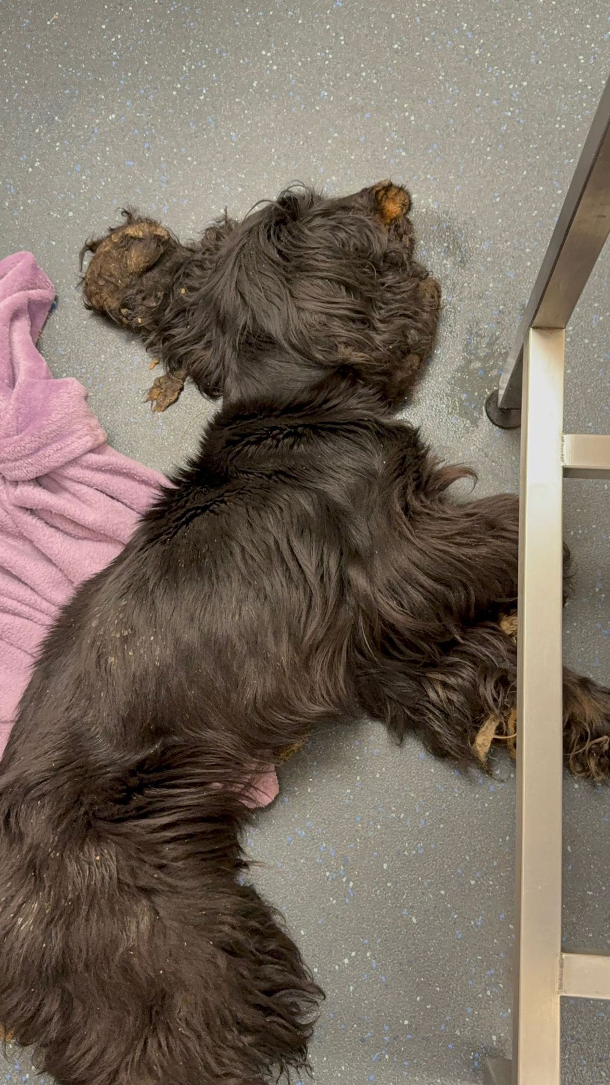 Appeal launched after cocker spaniel found starved and having seizures in Stourport