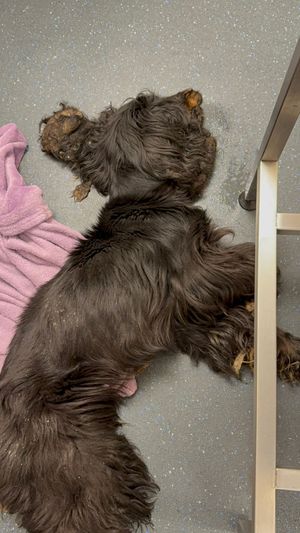 The cocker spaniel had to be put down after being discovered emaciated and in poor health. Photo: RSPCA