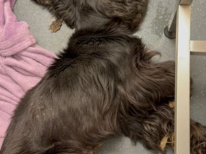 The cocker spaniel had to be put down after being discovered emaciated and in poor health. Photo: RSPCA