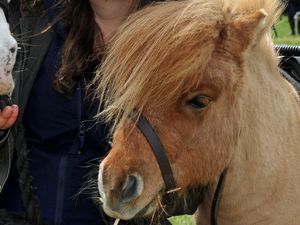 Supporting image for story: School looking forward to pony visit for mental health