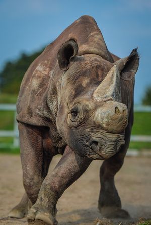 Biological samples from the critically endangered eastern black rhino have been stored at Nature's Safe