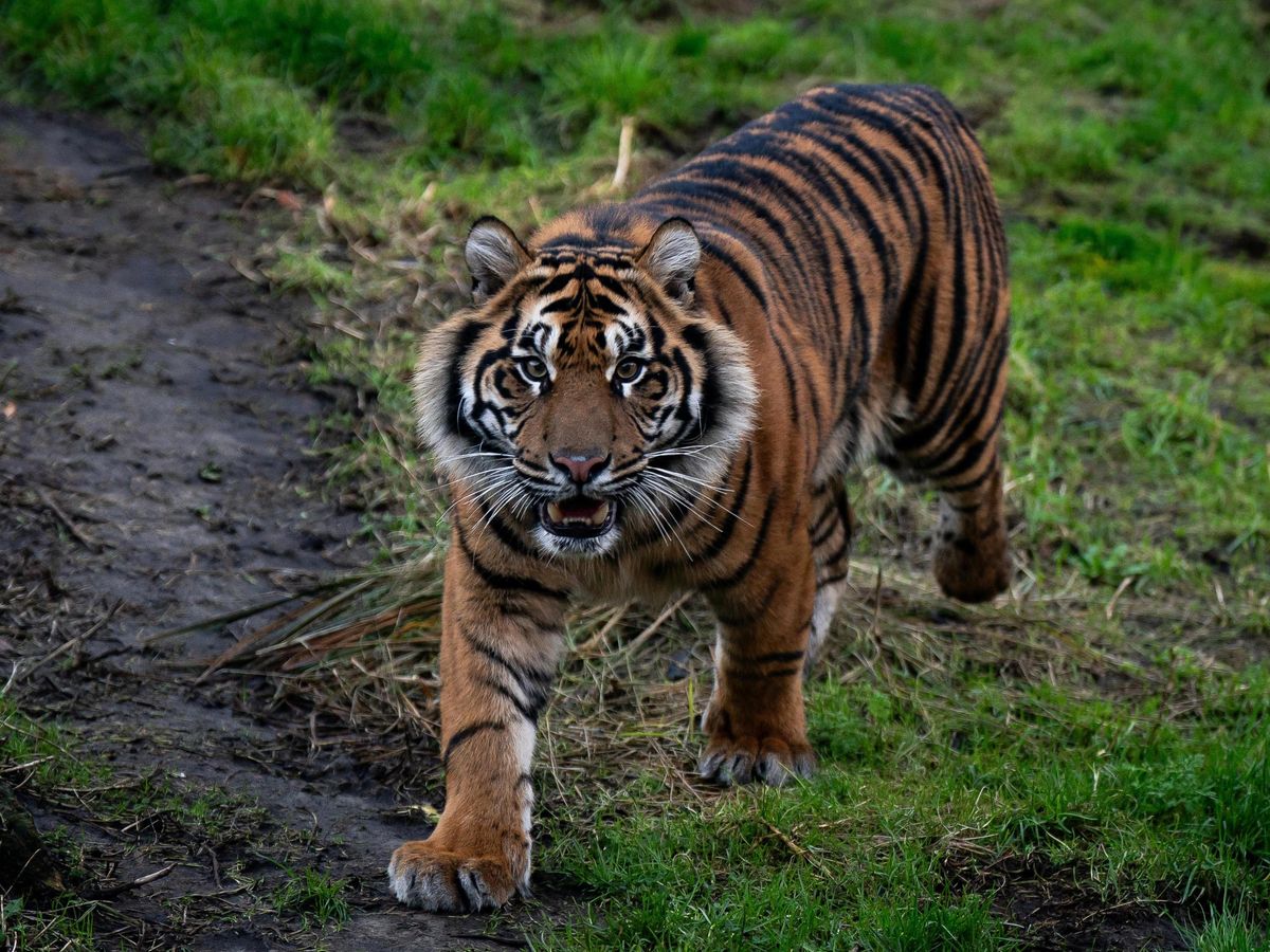 Zoo animals to get more space in ‘long-overdue’ welfare reforms