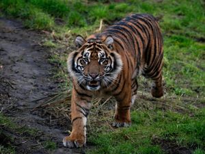 Supporting image for story: Zoo animals to get more space in ‘long-overdue’ welfare reforms
