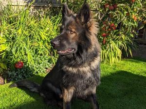 Supporting image for story: Police dog sniffs out drink-drive suspect after hedge crash