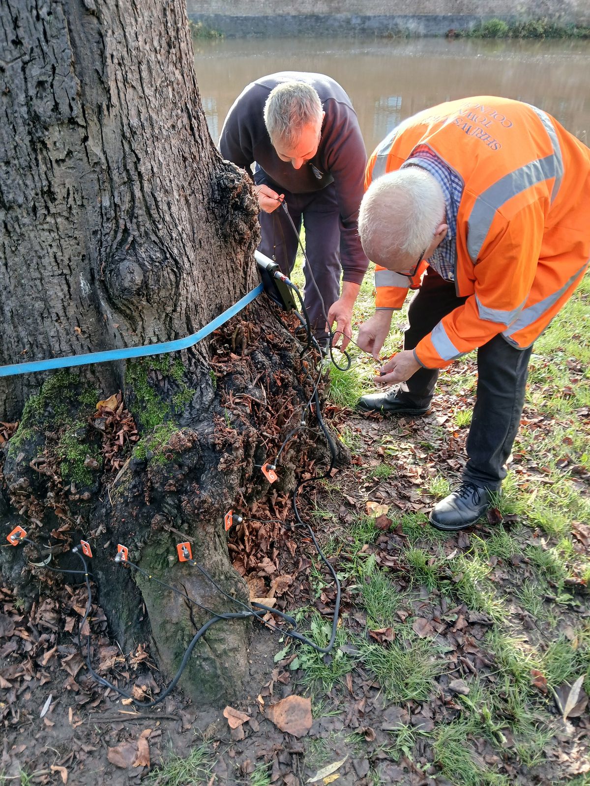 Shrewsbury Invests in Tech to Protect Historic Trees - technology news