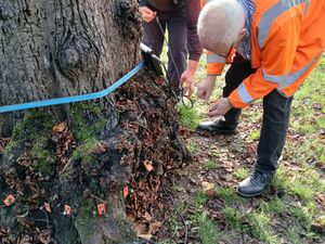 Supporting image for story: Cutting-edge technology purchased to safeguard Shrewsbury's 100-year-old trees