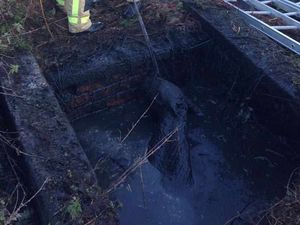 Supporting image for story: PICTURED: Fire crews rescue horse from slurry pit