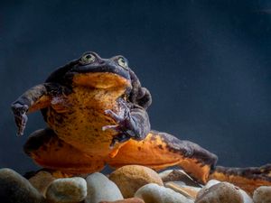Supporting image for story: Romeo, ‘world’s loneliest frog’, finally finds a partner
