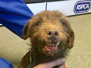 Supporting image for story: Elf the dog safe for her first Christmas