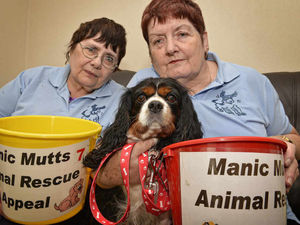 Supporting image for story: Thieves steal animal charity cash from Willenhall Carnival