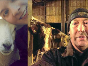 Supporting image for story: Farm selfies craze mooves on