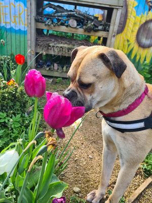 Beautiful boxer Poppy has had no interest at all from potential adopters.