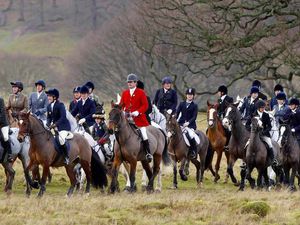 Supporting image for story: Poll: Should fox hunting be brought back?