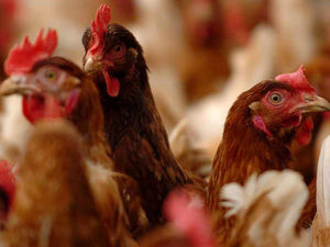 Supporting image for story: Sixth 16,000-bird poultry unit planned for farm near Wem 