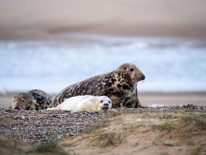 Supporting image for story: Solar-powered webcam set up to livestream England’s largest grey seal colony