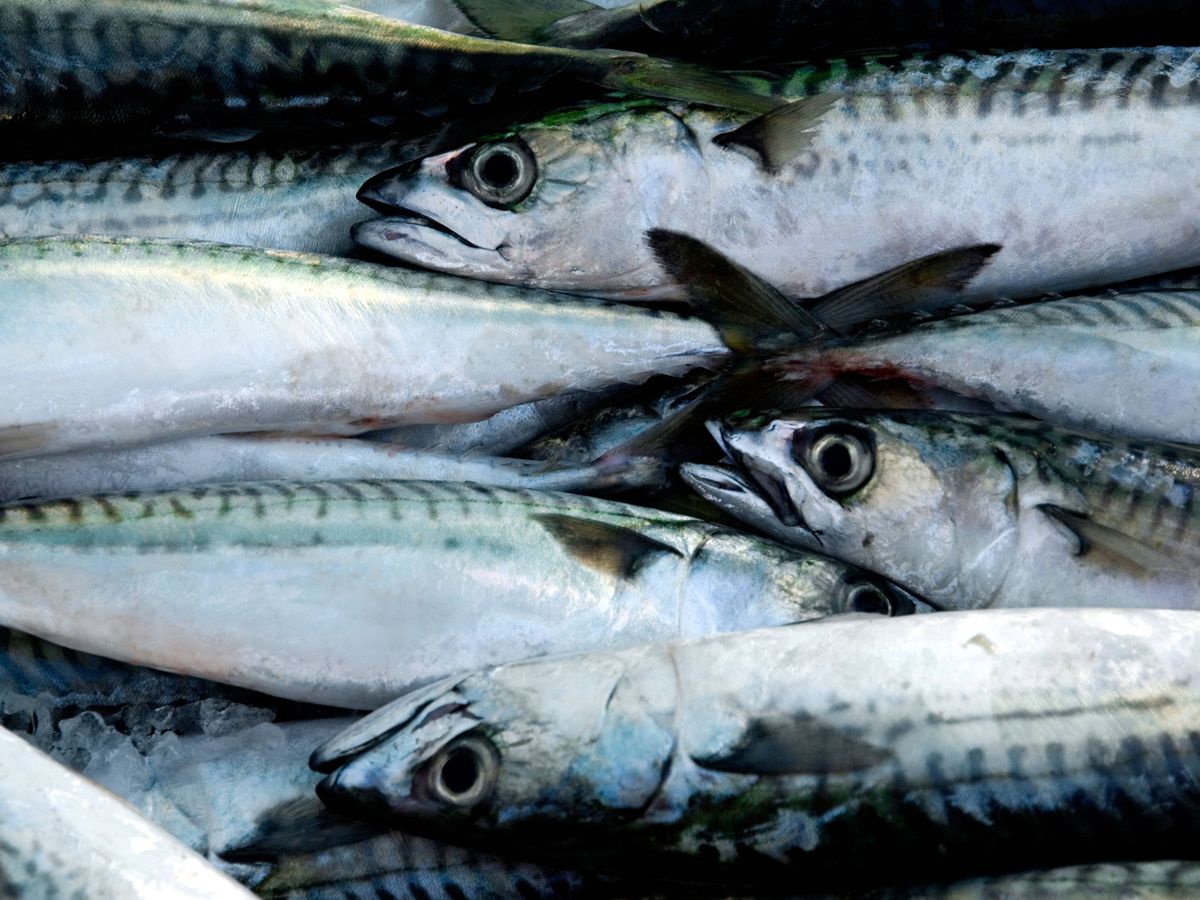 UK’s failure to back sustainable mackerel fishing condemned as ‘pitiful’