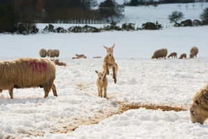 A lamb gambols in the snow on the Stiperstones