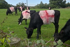 The entire herd now bears the St George's Cross.
