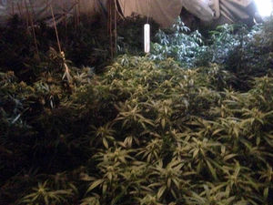 Supporting image for story: Pictures: £300,000 of cannabis plants seized in Telford police raid