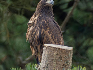 Supporting image for story: Police appeal for help after a satellite tagged white-tailed eagle disappeared in Newtown