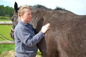 Sue is passionate about improving the welfare of horses