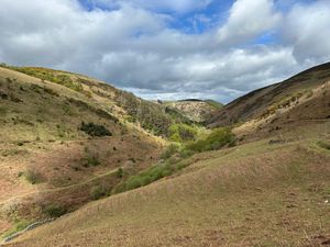 Supporting image for story: Hundreds of acres of rare temperate rainforest to be restored on Isle of Man