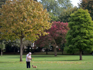 Supporting image for story: Plans to chop down Bantock Park trees for new car park branded 'daft'