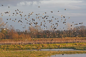 The Wood Lane site near Ellesmere. Picture: John Hawkins/Shropshire Wildlife Trust