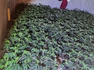 Supporting image for story: Huge cannabis farm with more than 500 plants discovered in Walsall
