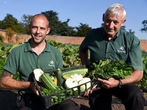 Supporting image for story: Volunteer gardeners needed to help restore Weston Park's Walled Garden 