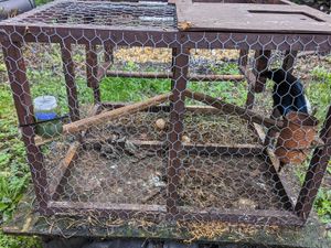 Supporting image for story: Shocking footage shows how Wolverhampton man trapped wild birds and left them in 'distressing' conditions