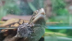 Mel the Coahuilan Box Turtle is now safely back in his exhibit with his friend, Stevie, after being stolen from the zoo and dumped in Tipton. Photo: Dudley Zoo.