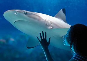 Sea Life Centre in Birmingham