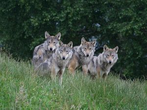 Supporting image for story: Fenced-in wolves could safely be re-introduced to Scotland, say researchers