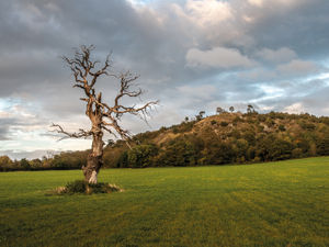 Supporting image for story: Book sparks memories of lightning tree